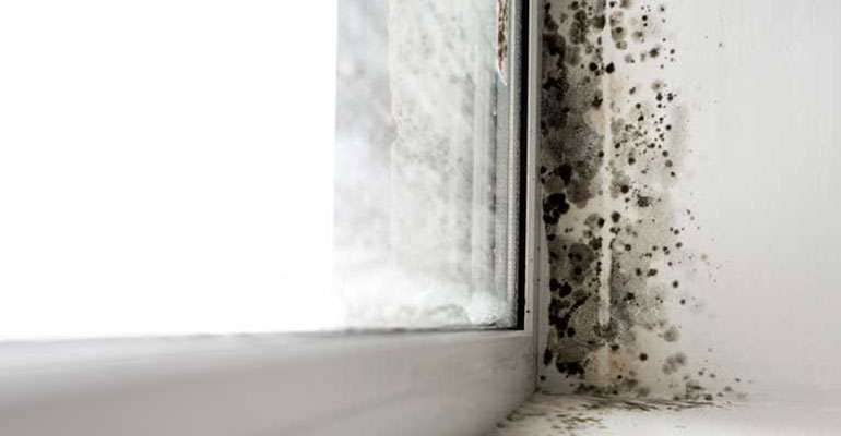 Window pane showingh mold growth from condensation